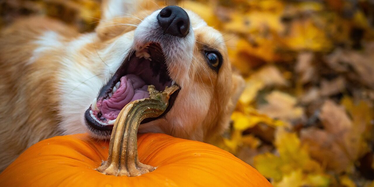 11 Foods You Can Share with Your Dog