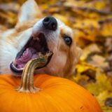 Dog eating a pumpkin.