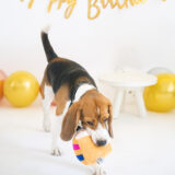 A Beagle playing with our Barkday Squeaker Plush Toy