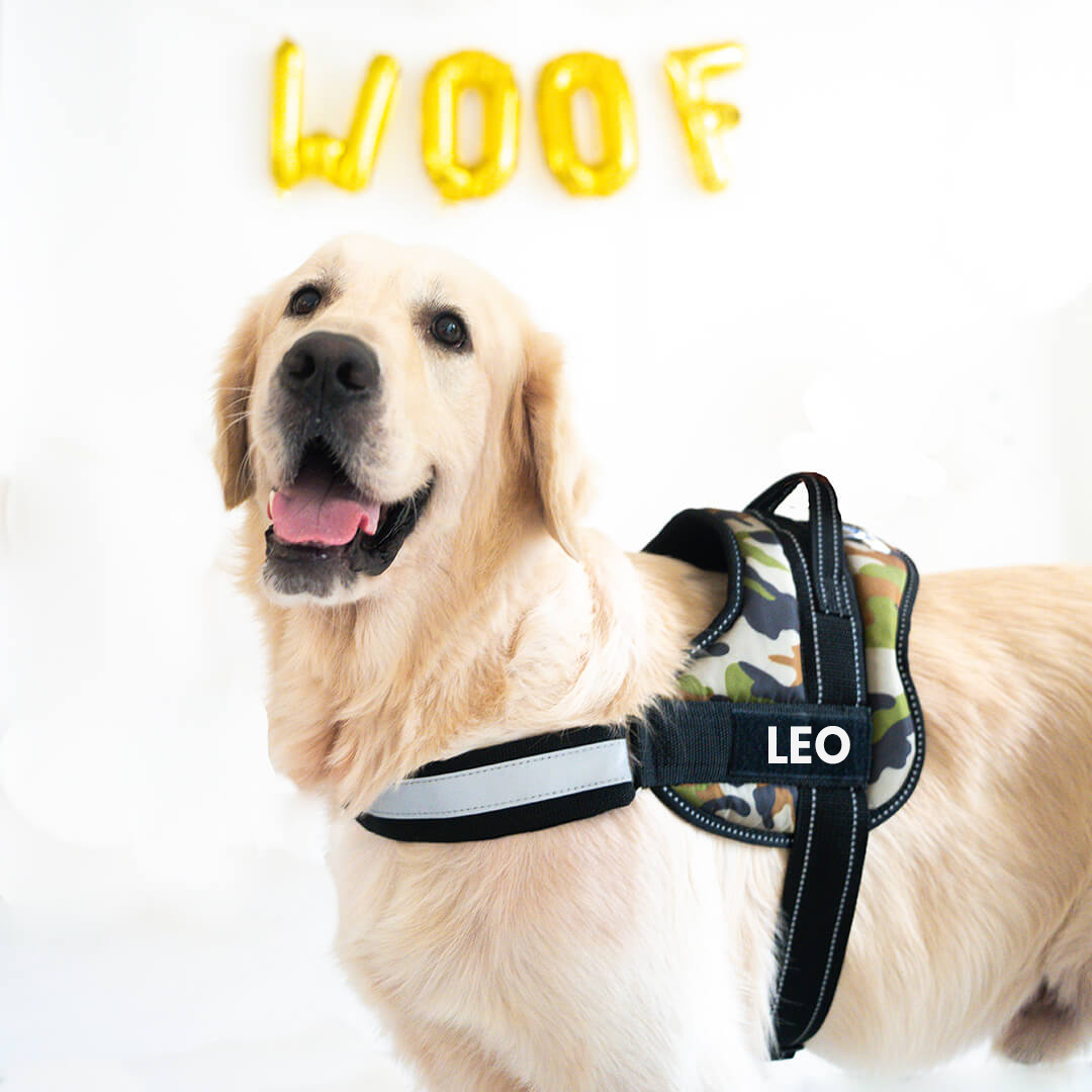 A Golden Retriever Posing with a Premium Personalized Harness