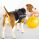 A Beagle Posing with a Premium Personalized Harness.