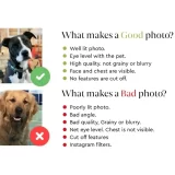 A Guide on how to click a photo for a personalized pet portrait